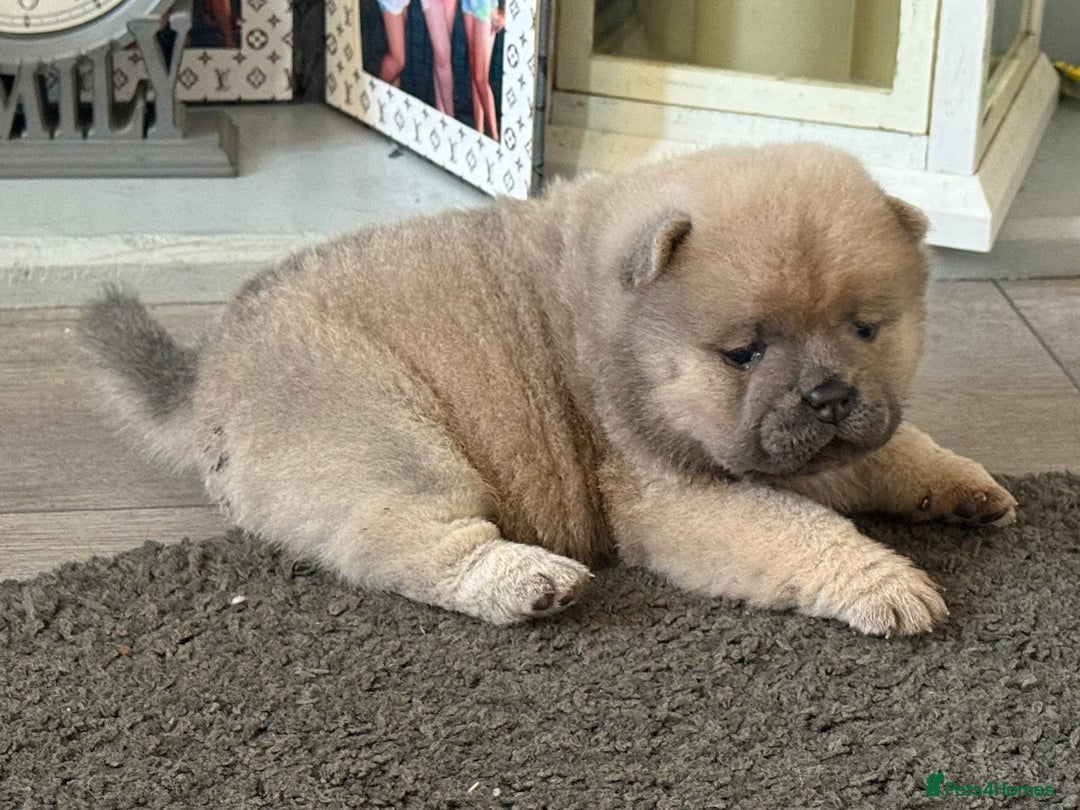 Chow Chow dogs for sale: Quality chow chow pups - Image 20