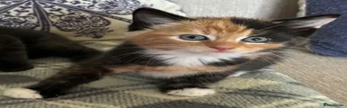 Kitten 1