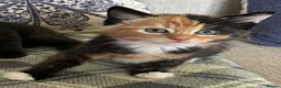 Mixed Breed cats for sale: Stunning Kittens Ready Soon - Hailsham in Hailsham - Advert 5