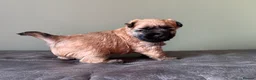 Cairn Terrier dogs for sale: KC reg Female pup off health tested parents  - Advert 10