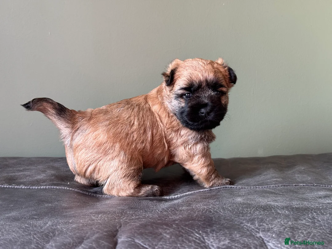 Cairn Terrier dogs for sale: KC reg Female pup off health tested parents  - Advert 10