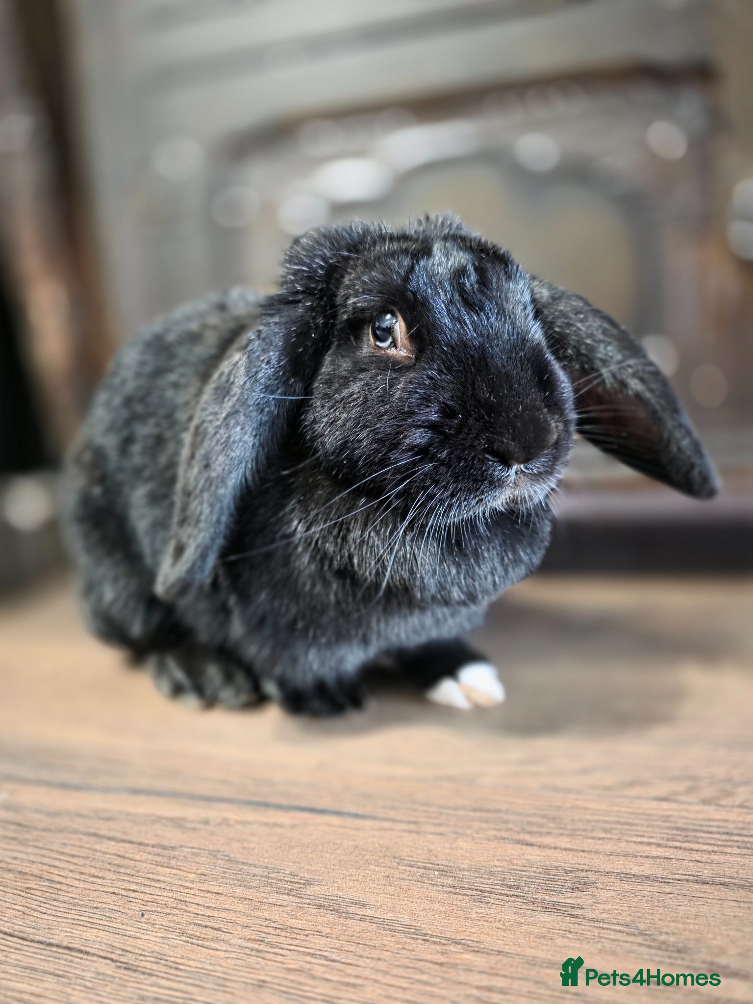 Mixed Breed rabbits Rabbits for rehoming - Advert 6