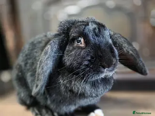 Mixed Breed rabbits Rabbits for rehoming - Advert 2