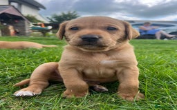 Labrador Retriever dogs for sale: Labrador fox red puppies - Image 6