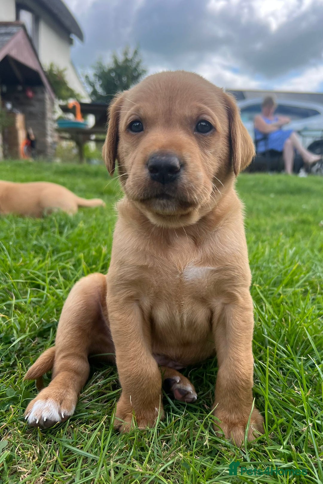 Labrador Retriever dogs for sale: Labrador fox red puppies - Image 6