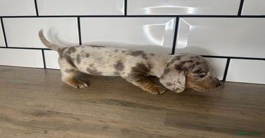 Miniature Dachshund dogs - Advert 5