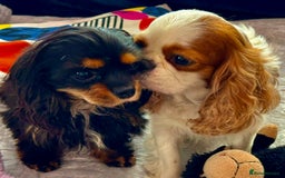 Cavalier King Charles Spaniel dogs for adoption: Daisy’s Story: Saved from the Brink of Death - Image 13