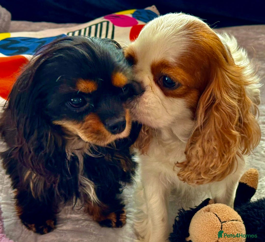 Cavalier King Charles Spaniel dogs for adoption: Daisy’s Story: Saved from the Brink of Death - Image 13
