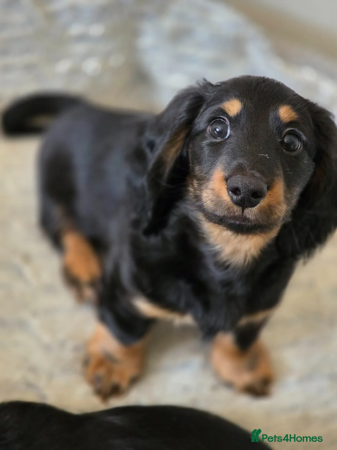 Dachshund dogs for sale: Last Boy ready now - Advert 1