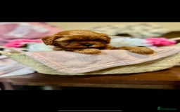 Shihpoo dogs for sale: 💙💗💗 stunning  F1 shihpoo puppies 🔥  - Image 6