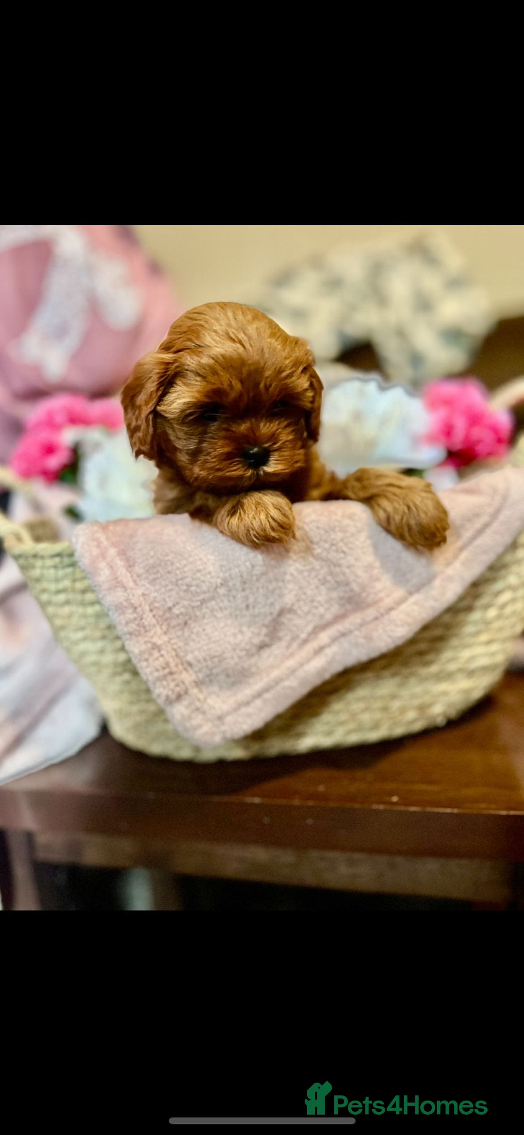 Shihpoo dogs for sale: 💙💗💗 stunning  F1 shihpoo puppies 🔥  - Image 6