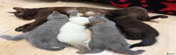 British Shorthair cats for sale: Ready now 💙❤️Fluffy’s BSH💙❤️ - Advert 8