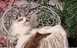 Ragdoll cats for sale: Quality Tica reg Ragdoll kittens  - Image 11
