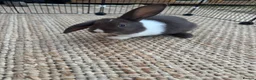 English Lop rabbits for sale: Rabbits  - Advert 4
