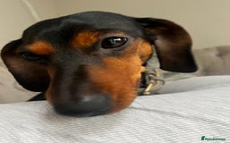 Miniature Dachshund dogs for adoption: 💙🐶 BUDDY – 4 yo Miniature Dachshund🐶💙 - Image 1