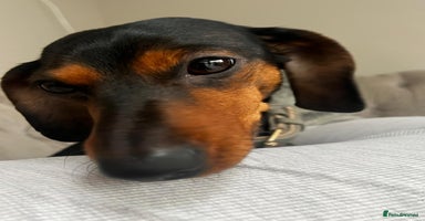 Miniature Dachshund dogs - Advert 14