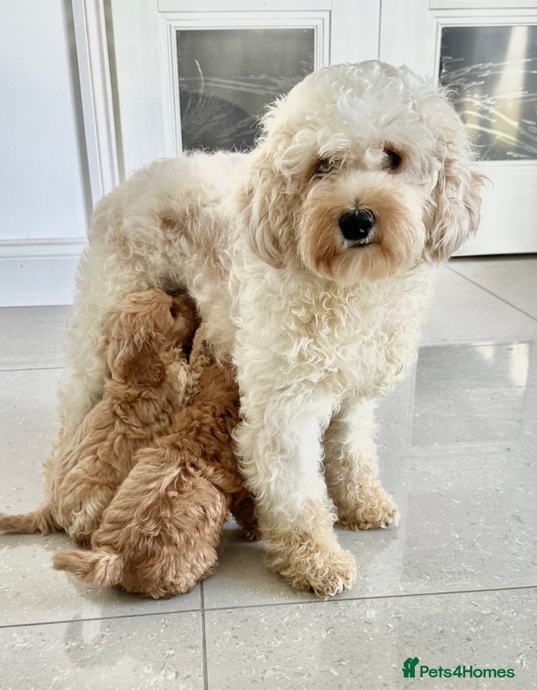 Cavapoo dogs for sale: Fully DNA Health Tested Cavapoo Puppies - Image 9