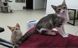 Mixed Breed cats for adoption: [Indoors Only] MiniMi & MiniMo - lovely sisters  - Image 6