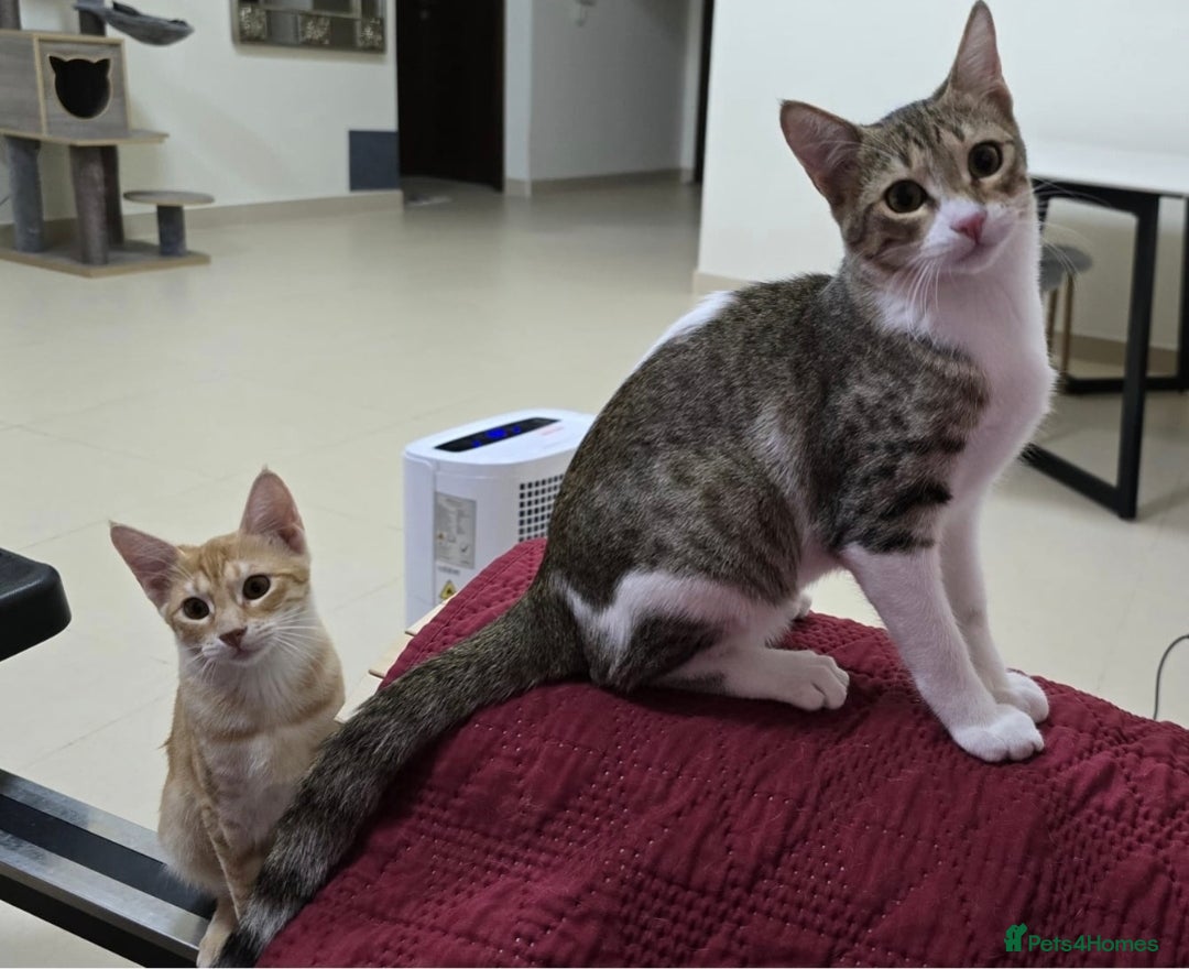 Mixed Breed cats for adoption: [Indoors Only] MiniMi & MiniMo - lovely sisters  - Image 6