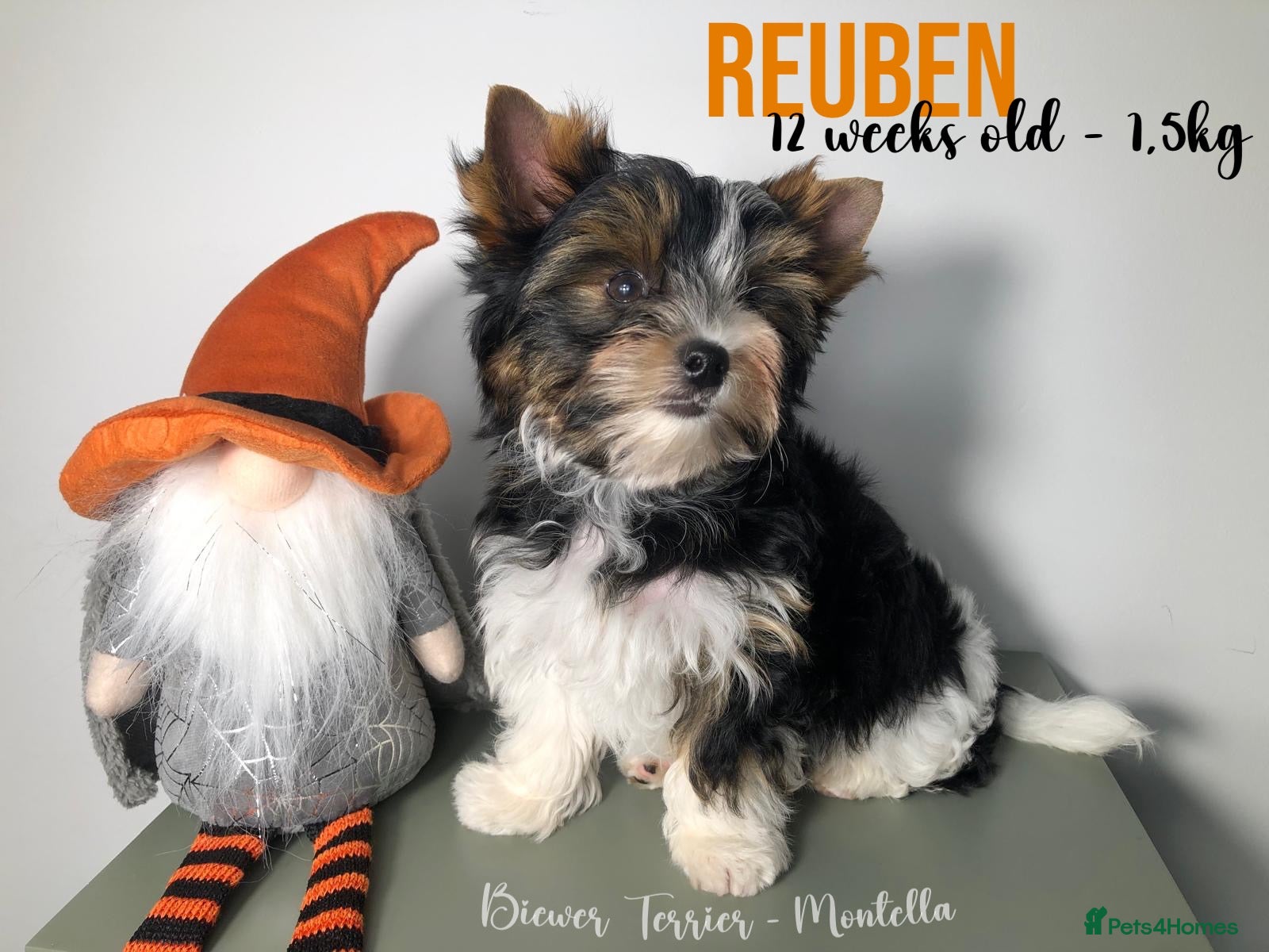 Yorkshire Terrier dogs for sale: Two Biewer Terriers LEFT! - Advert 1