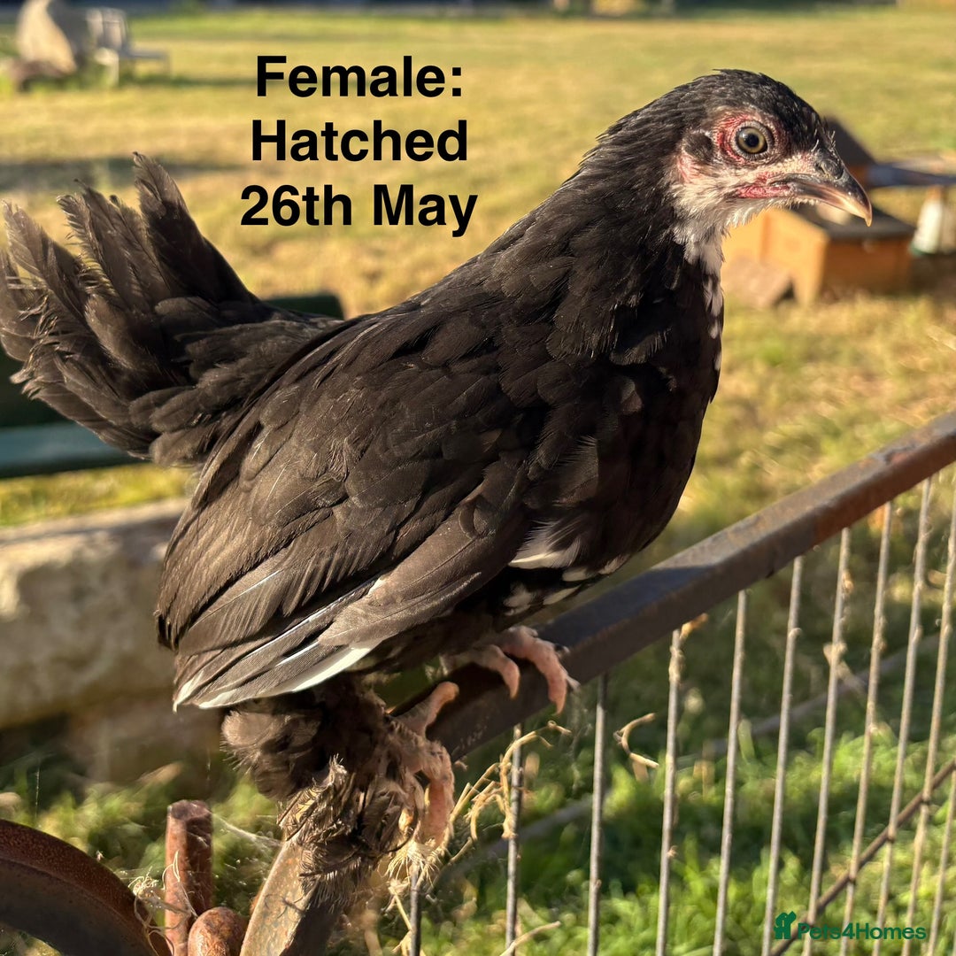 Chickens poultry for sale: Sablepoot Booted Bantam Growers (Female & Male) - Image 3