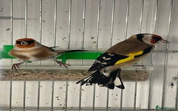 Finches birds for sale: Finches  - Image 15