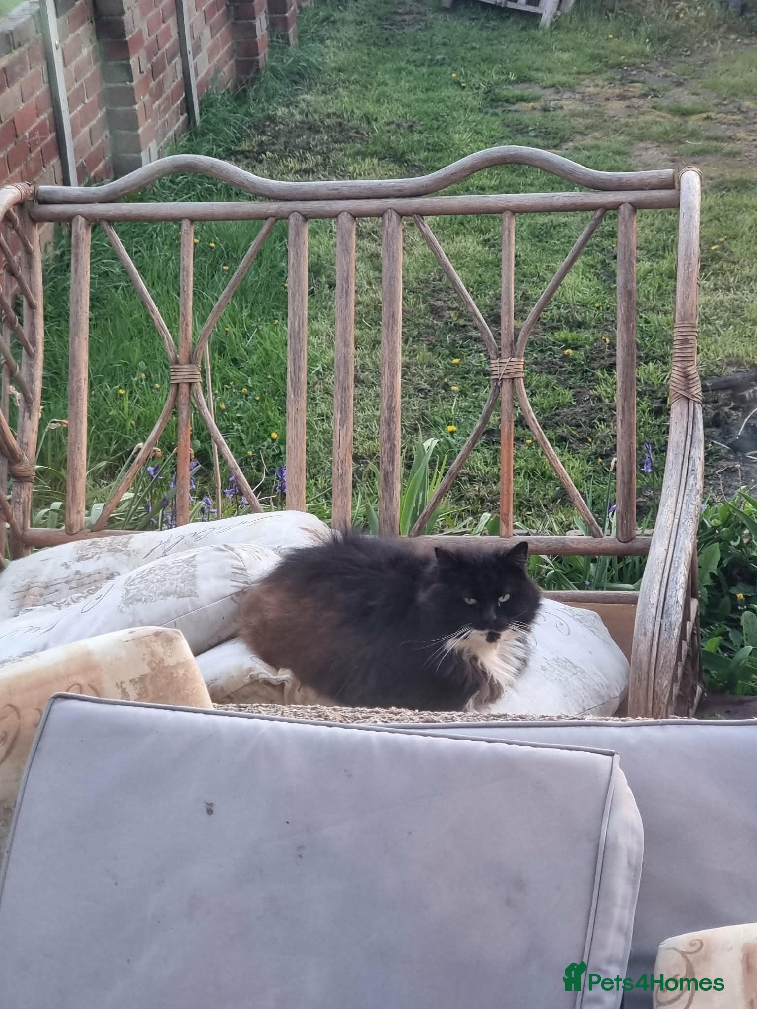 Mixed Breed cats Beautiful Maine Coon mix kittens  - Advert 3