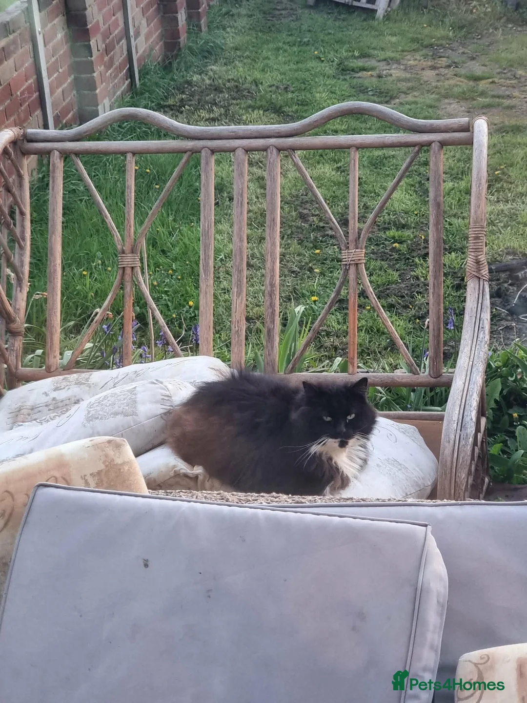 Mixed Breed cats for sale: Beautiful Maine Coon mix kittens  - Advert 1