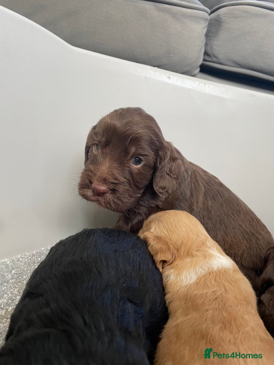 Cockapoo dogs for sale: F1 cockapoo p,r.a clear test - Image 17