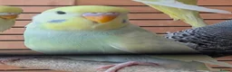 Budgerigars birds for sale: 🐦 Beautiful Baby Budgies Available! in London - Advert 3