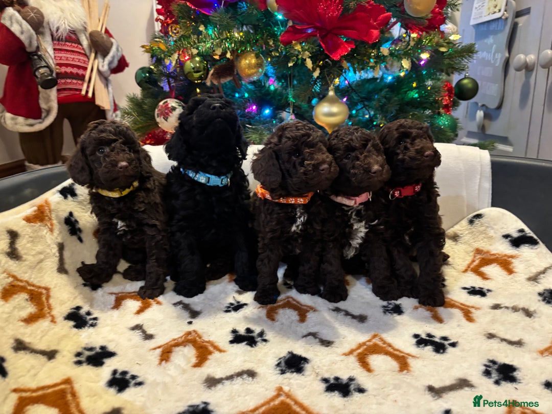 Miniature Poodle dogs for sale: 🐾 Beautiful Miniature Poodle Puppies Available🐾 - Advert 1