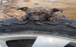 Mixed Breed dogs for sale: Beautiful litter of puppies  - Image 4