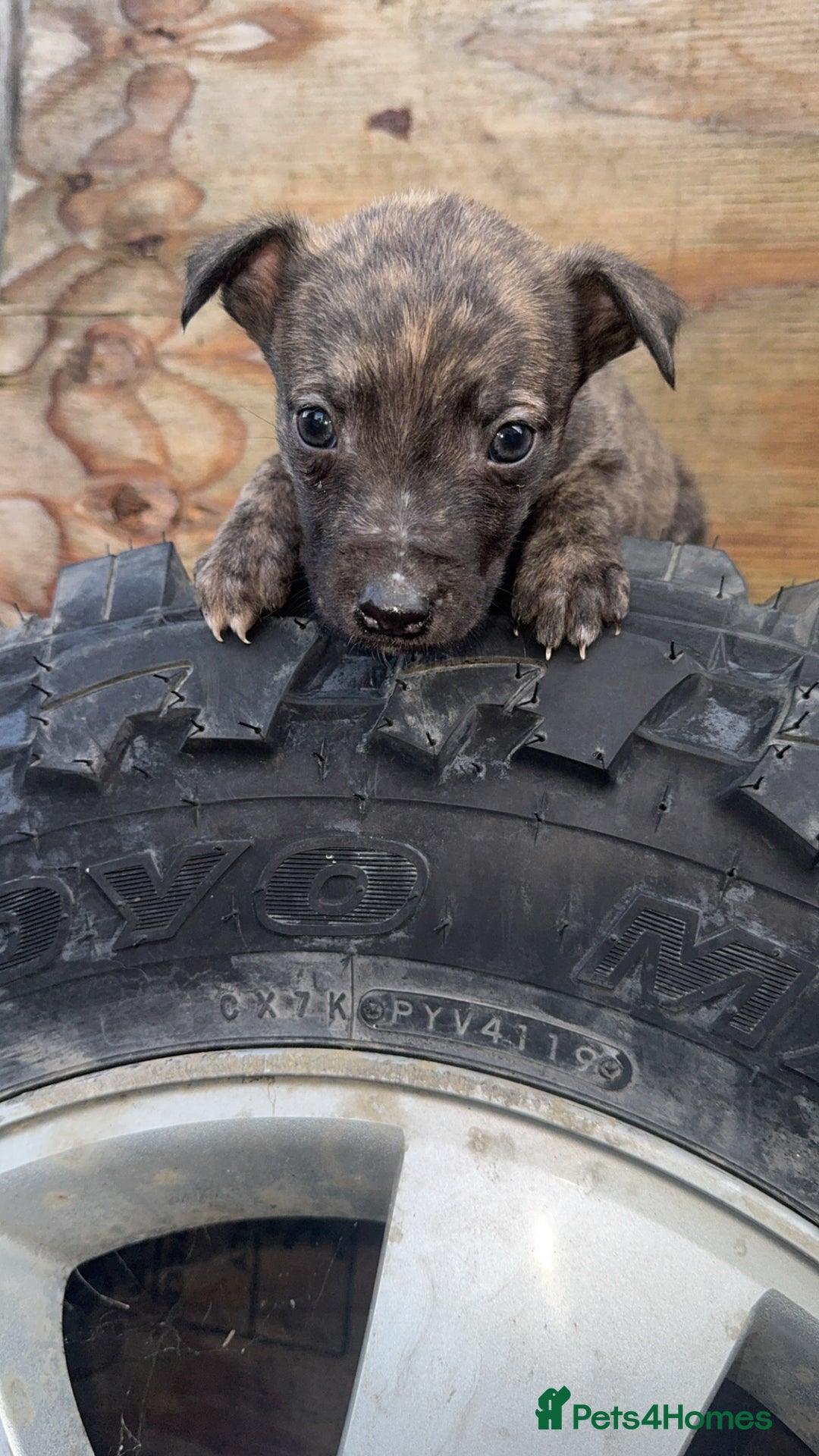 Mixed Breed dogs for sale: Beautiful litter of puppies  - Image 4