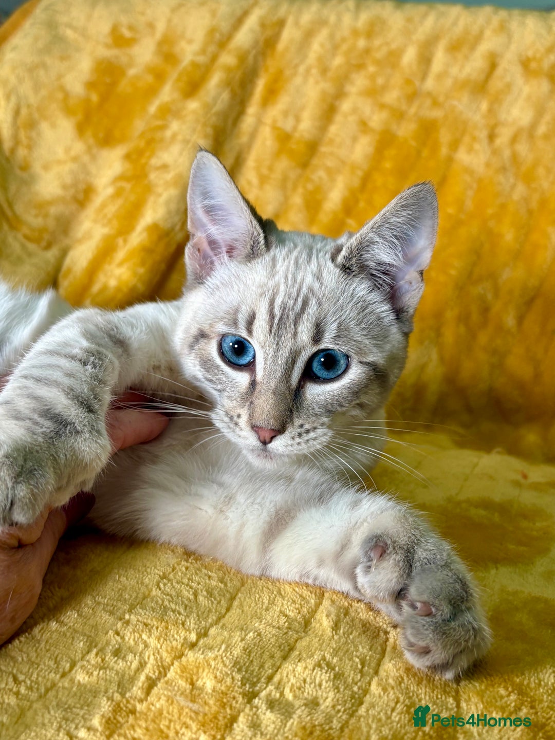 Bengal cats for sale: Breathtaking rare polydactyl snow leopard  - Advert 29