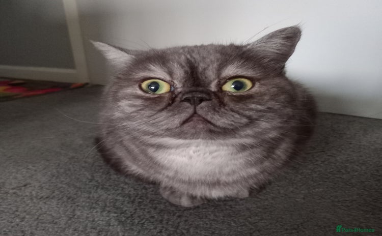 Exotic cats EXOTIC 18 MONTH OLD CAT - Advert 5