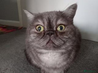 Exotic cats for sale: EXOTIC 18 MONTH OLD CAT - Advert 1