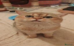 British Shorthair cats for sale: Pegidree adult loving British Shorthair for sake - Image 11