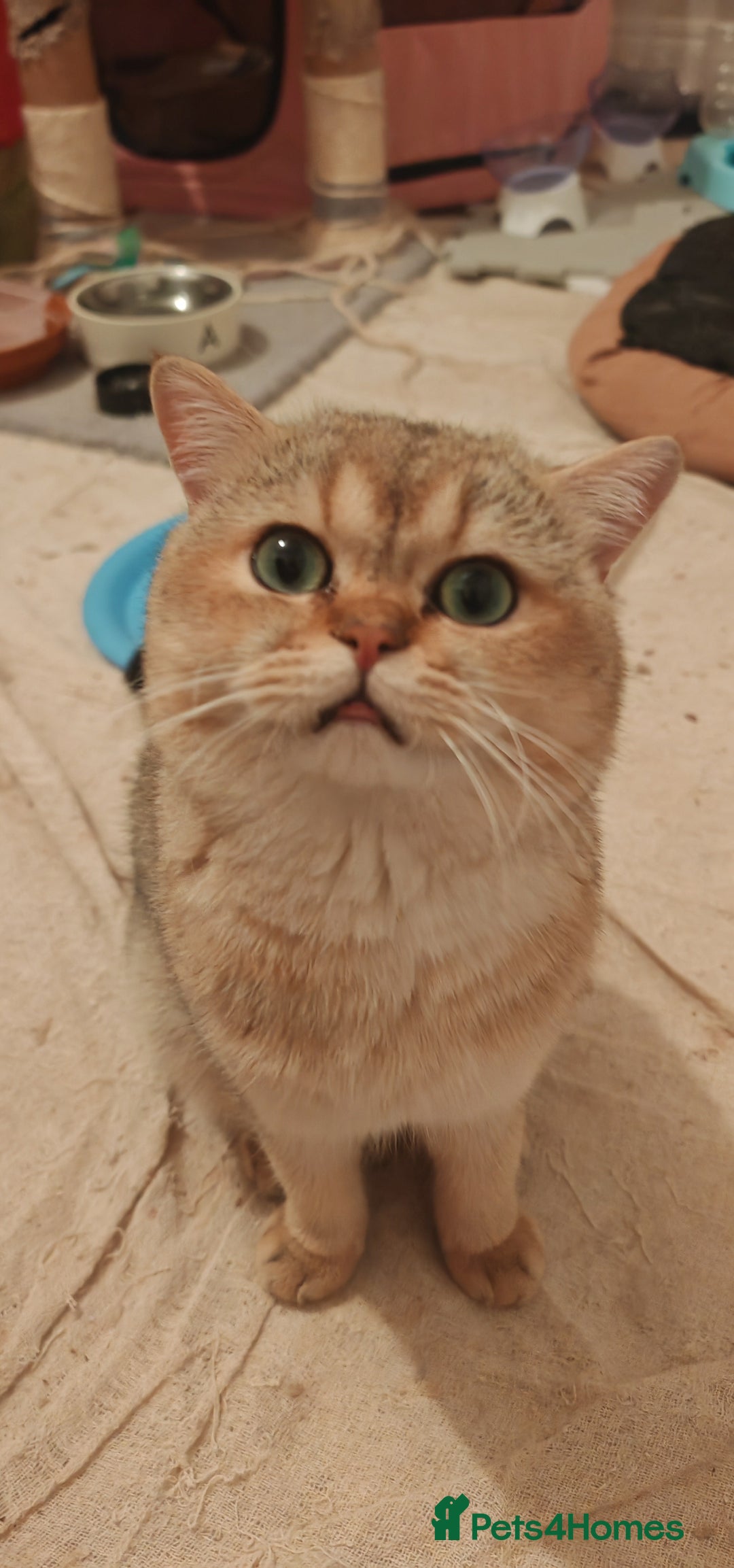 British Shorthair cats for sale: Pegidree adult loving British Shorthair for sake - Image 11