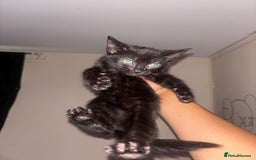 Domestic Shorthair cats for sale: Kittens Available  - Image 8
