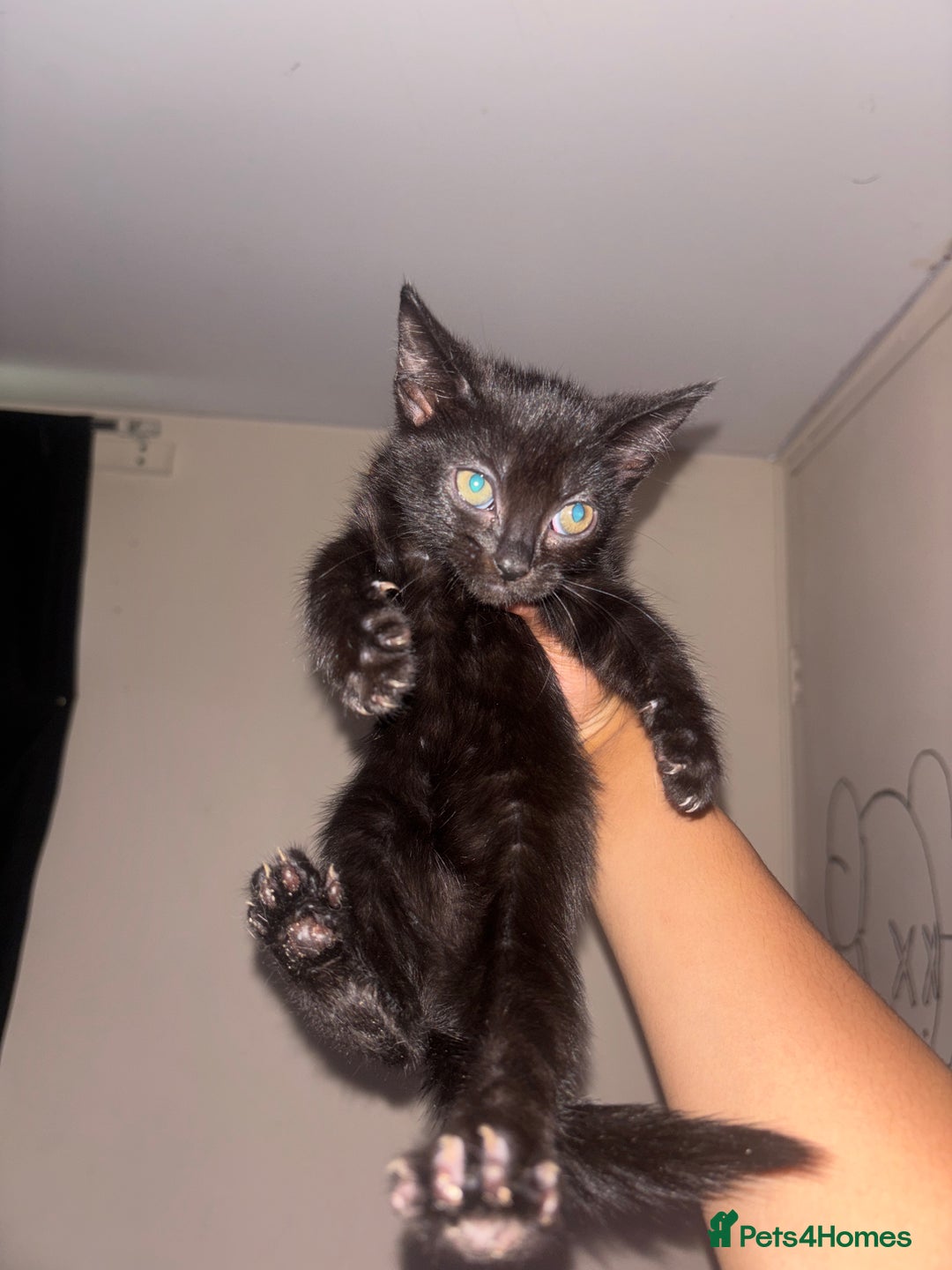 Domestic Shorthair cats for sale: Kittens Available  - Image 8