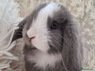 Mini Lop rabbits Adorable Mini Lop Baby Rabbits For Sale - Advert 16