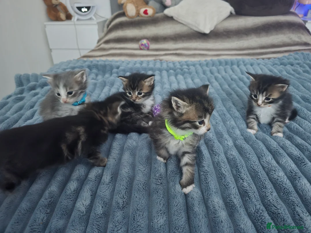 Maine Coon cats for sale: 5 adorable maine coon kittens - Advert 5