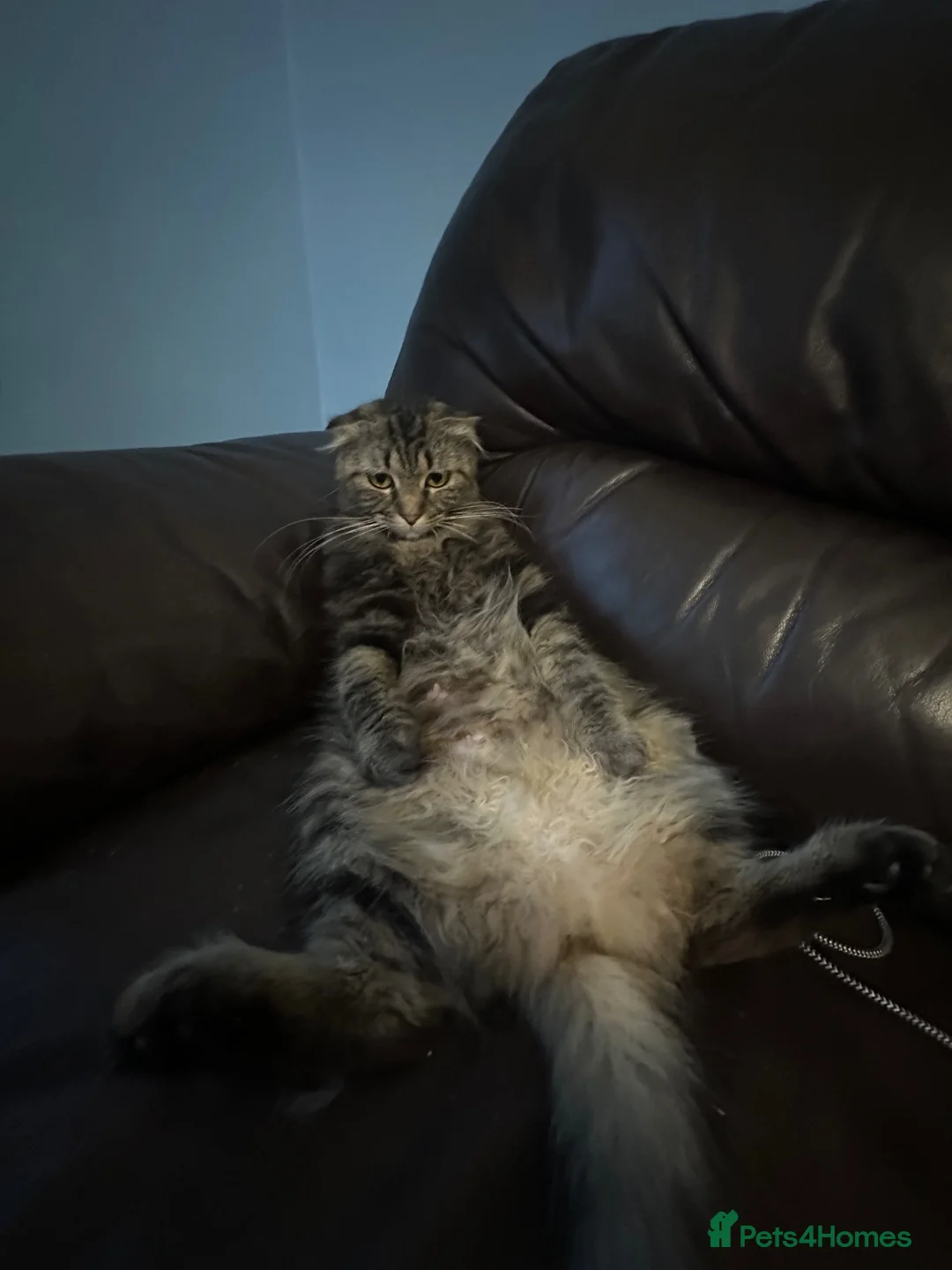 Scottish Fold cats for sale: Scottish fold in Cardiff - Advert 3