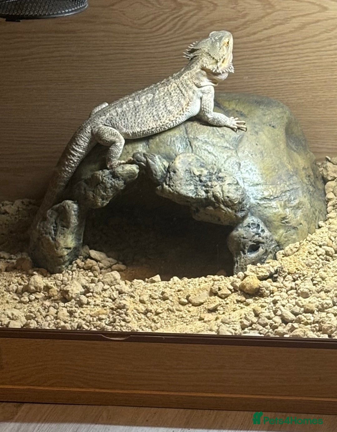 Bearded Dragon reptiles for sale: Baby bearded dragons  - Image 7