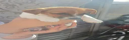Jack Russell dogs for sale: 5 Gorgeous Puppies  in London - Advert 6