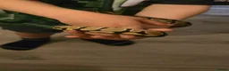 Python Snake reptiles for sale: Ball python male - Advert 12
