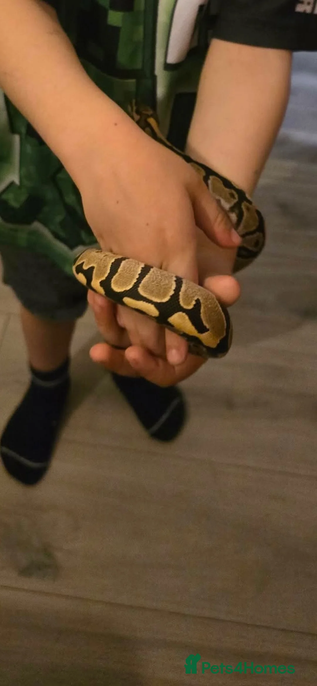 Python Snake reptiles for sale: Ball python male - Advert 12