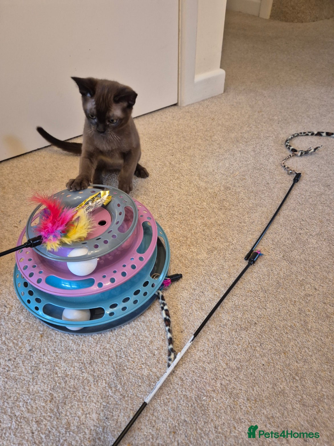 Burmese cats for sale: Pedigree Burmese Kittens Available - Advert 21