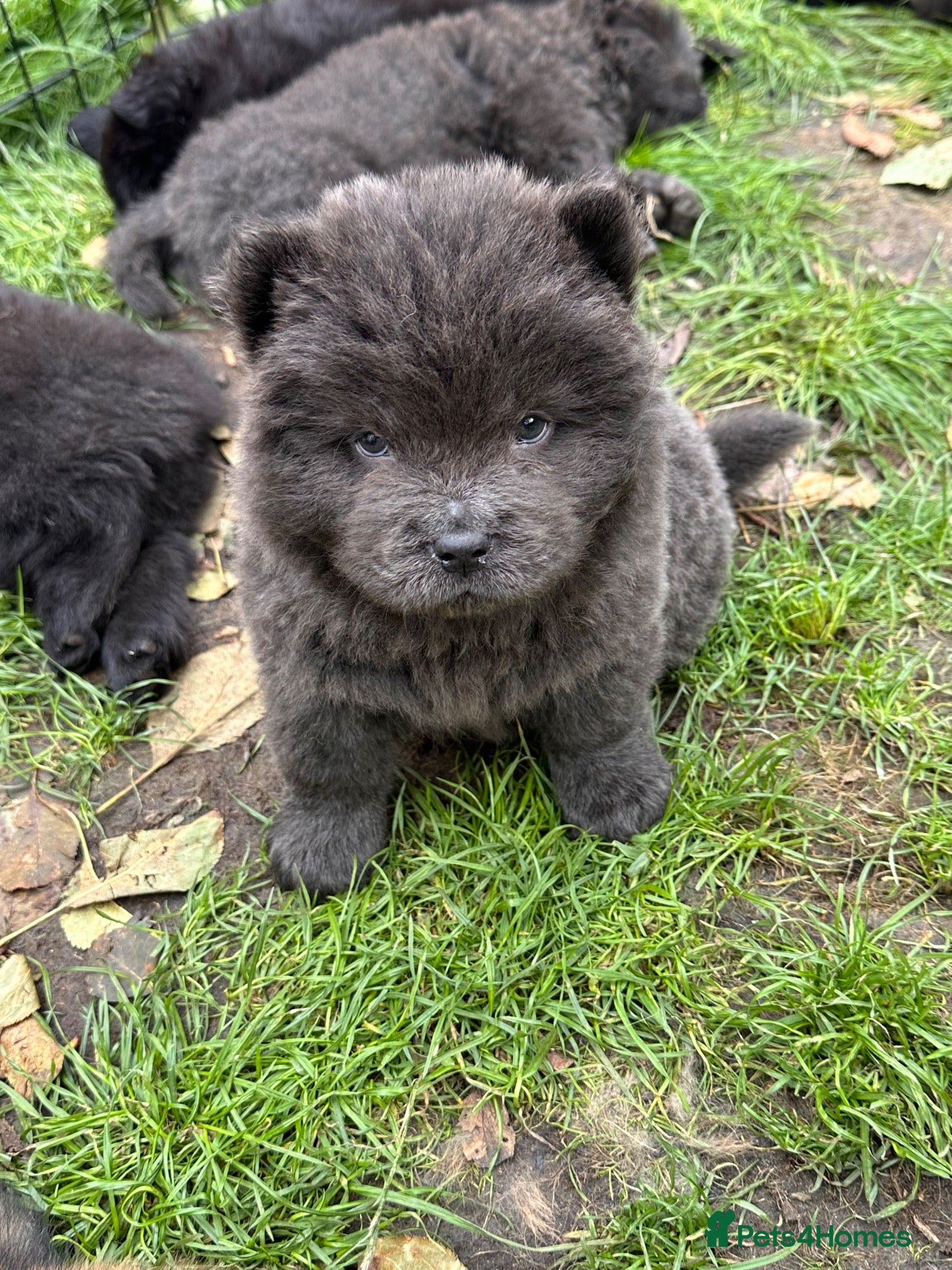 Chow Chow dogs Beautiful Chow Chow puppies  - Advert 4