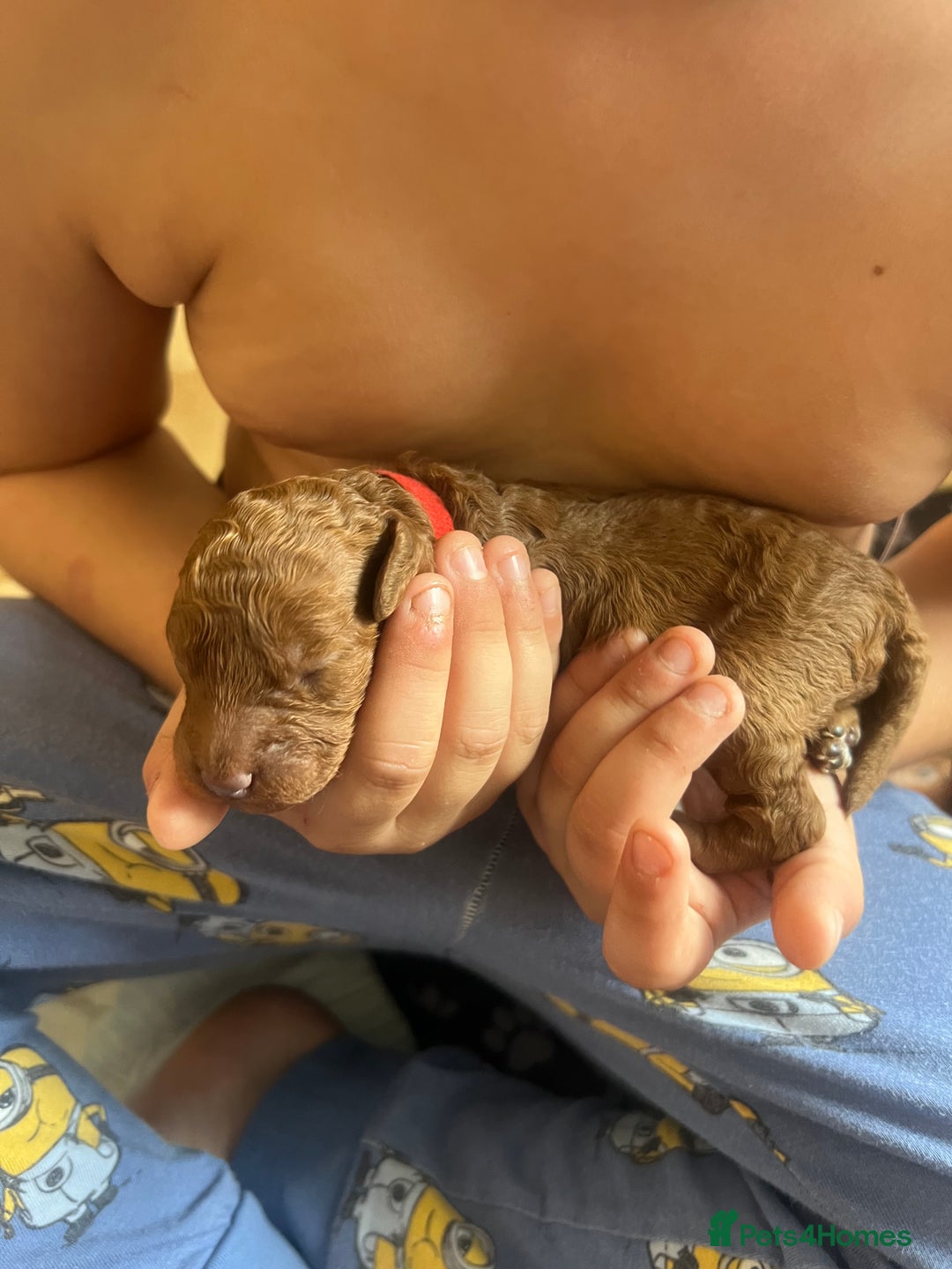 Cockapoo dogs for sale: Beautiful cockerpoo puppies  - Image 5